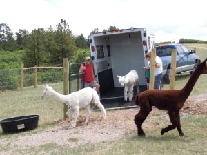 The men make a break for it