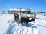 Alpaca herd snow turnout