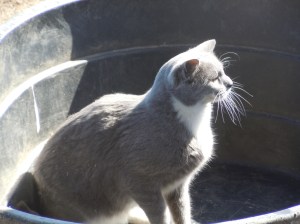 Whisper in feed trough