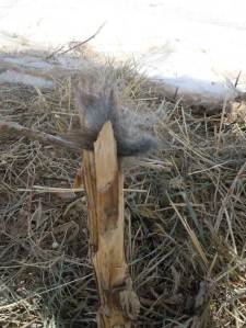 Photo evidence 2 Mikaylas fiber