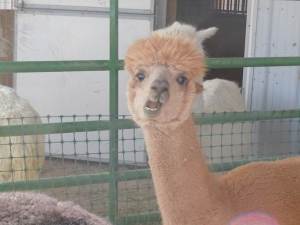 Alpaca factoid: teeth | Cliff House Alpacas