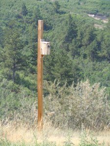 Blue birds bird house