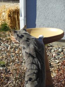 Whisper bird bath 1