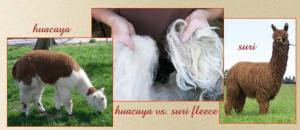 huacaya-suri
