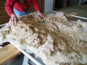 Gordon lays out Clovis Mae's baby fleece