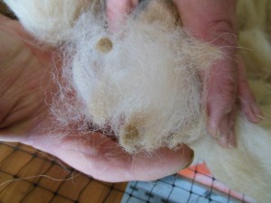 The small dark brown clumps are second cuts