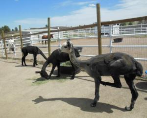 "I don't remember the horses being so close."