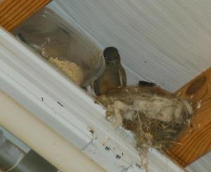 Baby King Birds