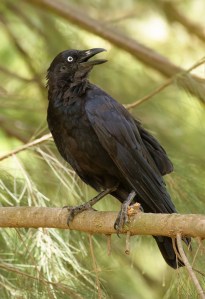 Corvus_coronoides