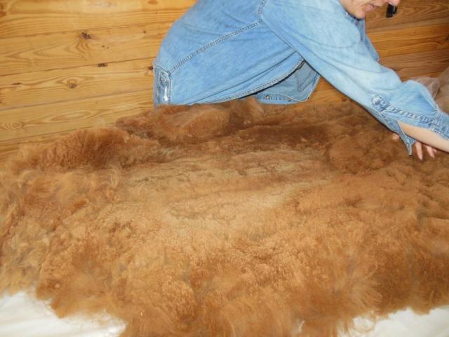 Vannie's fleece, soon to be "Spun Gold"