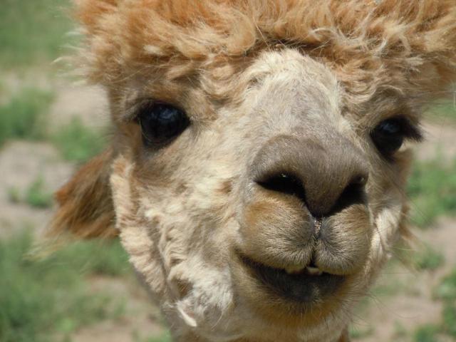 Our Tulip - Does it get any cuter than this?