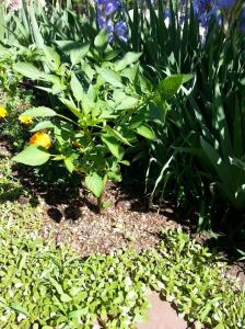 I am a tomatilla plant on an island of an alpaca gold in a sea of weeds. 