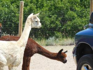 Is this usually here?