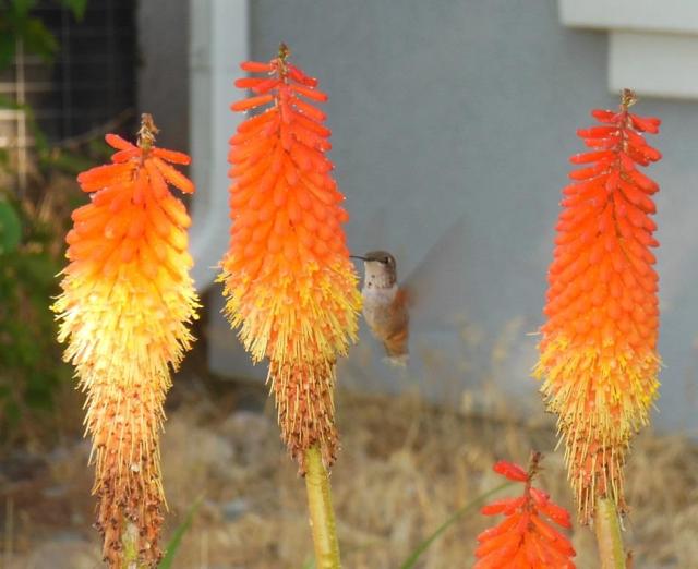 My garden's jewel: a female Broad-tailed Hummingbird.