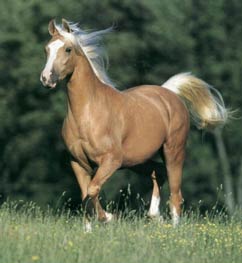 Palomino_Horse