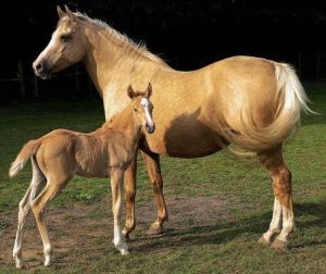 Palomino_Mare_and_Foal_photo_-_cc_licensing